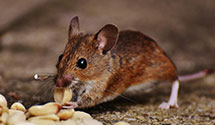 24 Hour & Emergency Exterminators in Dowling, SD